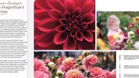 Lynda | InDesign 2020 Essential Training [FCO]