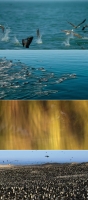 Our Planet S01 XviD-ZMNT