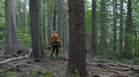 Timber Titans S01E06 XviD-AFG EZTV