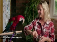 Embarrassing Pets S01E14 480p x264-mSD [eztv]