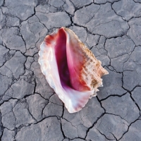 The Killers - Discography (2004-2017) (320) [DJ]