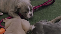 Strays S01E07 720p HEVC x265-MeGusta EZTV Strays S01E07 720p HEVC x265-MeGusta EZTV