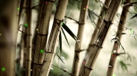 Fantastic Nature Animated Wallpaper