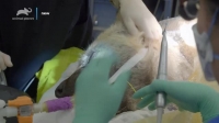 Mega Zoo S01E09 Code Blue XviD-AFG EZTV