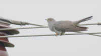 Springwatch S19E01 XviD-AFG EZTV Springwatch S19E01 XviD-AFG EZTV
