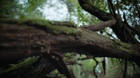 Back To Nature S01E05 XviD-AFG EZTV Back To Nature S01E05 XviD-AFG EZTV