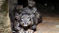 Wild Child S02E21 XviD-AFG EZTV