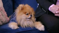Vanderpump Dogs S01E06 XviD-AFG EZTV Vanderpump Dogs S01E06 XviD-AFG EZTV