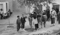 The Cow (1969) [BluRay] [1080p] [YTS] [YIFY]