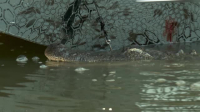 Swamp People S15E08 XviD-AFG EZTV Swamp People S15E08 XviD-AFG EZTV