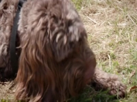 Embarrassing Pets S01E20 480p x264-mSD [eztv]