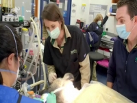 Mega Zoo S01E09 Code Blue 480p x264-mSD EZTV