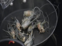 MasterChef The Professionals S17E04 480p x264-mSD EZTV