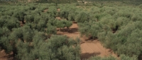 The Olive Tree (2016) [1080p] [BluRay] [5 1] [YTS] [YIFY]