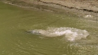 Swamp People S12E09 XviD-AFG EZTV