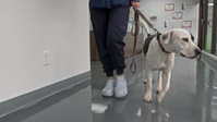 Pets And Pickers S01E04 XviD-AFG EZTV Pets And Pickers S01E04 XviD-AFG EZTV