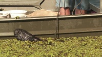 Swamp People S14E07 XviD-AFG EZTV Swamp People S14E07 XviD-AFG EZTV