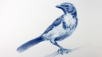 Udemy - The Art & Science of Drawing - Basic Skills [Course Drive]