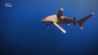 Shark Attacks Files S02E03 XviD-AFG EZTV Shark Attacks Files S02E03 XviD-AFG EZTV