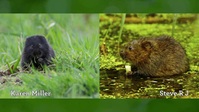 Springwatch S17E04 XviD-AFG EZTV