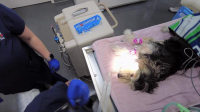 Pets And Pickers S02E02 XviD-AFG EZTV Pets And Pickers S02E02 XviD-AFG EZTV