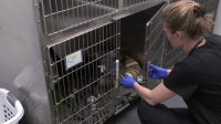 Pets And Pickers S02E01 XviD-AFG EZTV Pets And Pickers S02E01 XviD-AFG EZTV