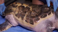 Animal Embassy S01E02 Federica Turtle XviD-AFG EZTV Animal Embassy S01E02 Federica Turtle XviD-AFG EZTV