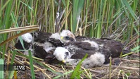 Springwatch S18E09 XviD-AFG EZTV Springwatch S18E09 XviD-AFG EZTV