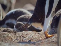 Evolution Earth S01E04 480p x264-mSD EZTV