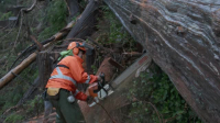 Timber Titans S01E01 XviD-AFG EZTV Timber Titans S01E01 XviD-AFG EZTV