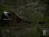Swamp People S10E15 Voodoo Python 480p x264-mSD [eztv]