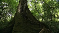Equators Wild Secrets S01E02 XviD-AFG EZTV Equators Wild Secrets S01E02 XviD-AFG EZTV