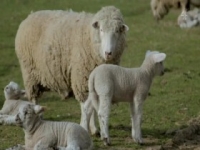 Spring At Jimmys Farm S01E01 480p x264-mSD [eztv]