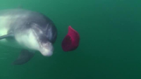 Ocean Stories S01E02 XviD-AFG EZTV Ocean Stories S01E02 XviD-AFG EZTV