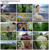 Primates S01E03 Protecting Primates (1280x720p HD, 50fps, soft Eng subs)