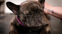 Embarrassing Pets S01E05 720p HDTV X264-CREED [eztv]