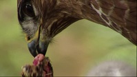 Springwatch S17E01 XviD-AFG EZTV