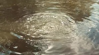Swamp People S13E12 XviD-AFG EZTV