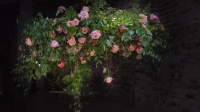 Full Bloom S01E06 XviD-AFG EZTV Full Bloom S01E06 XviD-AFG EZTV