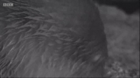 Winterwatch S09E03 XviD-AFG EZTV