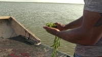 Swamp People S12E01 XviD-AFG EZTV