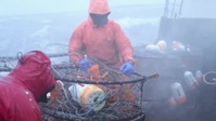 Deadliest Catch S18E09 XviD-AFG EZTV