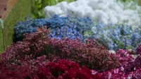 Full Bloom S01E01 XviD-AFG EZTV