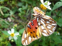 Calendar Butterfly 2021
