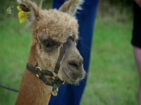 Embarrassing Pets S01E08 480p x264-mSD [eztv]