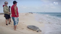Planet Reef S01E01 XviD-AFG EZTV