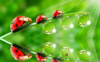 The Ladybug Screensaver - Animated Wallpaper