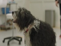 Strays S02E03 480p x264-mSD EZTV Strays S02E03 480p x264-mSD EZTV