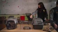 Animal Control S01E10 XviD-AFG EZTV