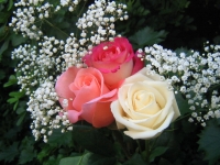 Calendar Roses 2021